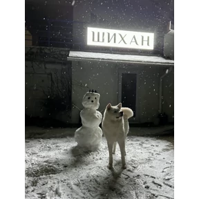 Собачки — стикер для MAX