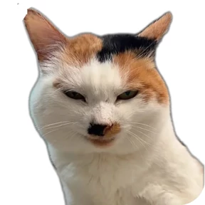 Котик — стикер для MAX