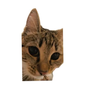 Котик — стикер для MAX