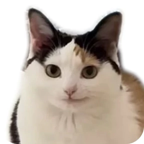 Котик — стикер для MAX