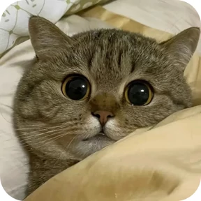 Котик — стикер для MAX