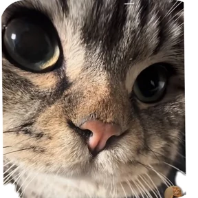Котик — стикер для MAX
