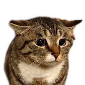 Котик — стикер для MAX