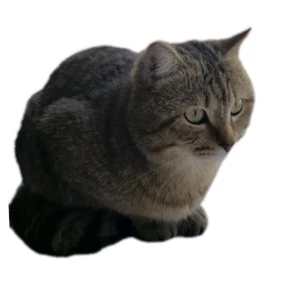 Котик — стикер для MAX