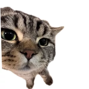 Котик — стикер для MAX