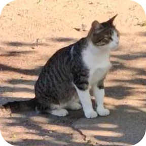 Котик — стикер для MAX
