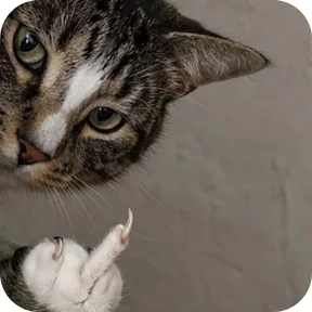 Котик — стикер для MAX