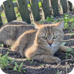 Котик — стикер для MAX