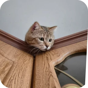 Котик — стикер для MAX