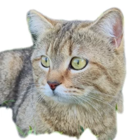 Котик — стикер для MAX