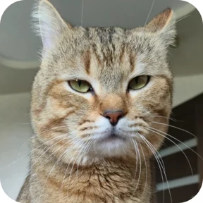 Котик — стикер для MAX