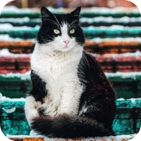 Котик — стикер для MAX