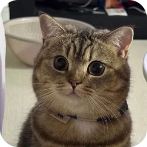 Котик — стикер для MAX
