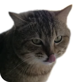 Котик — стикер для MAX
