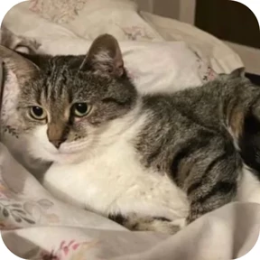 Котик — стикер для MAX