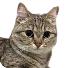 Котик — стикер для MAX