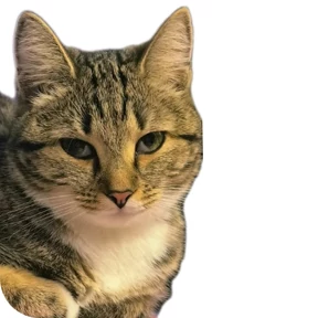 Котик — стикер для MAX