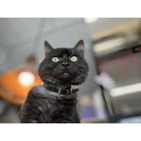 Фу — стикер для MAX