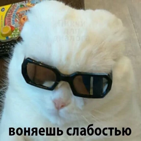 гламурная жизнь — стикер для MAX