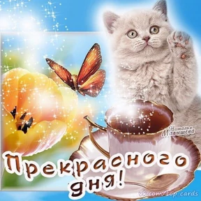 чил — стикер для MAX