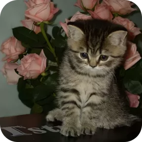Стикер из сообщения канала
