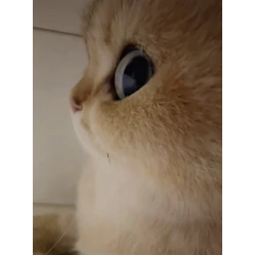 my2 — стикер для MAX