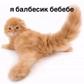 набор сашки прониной — стикер для MAX