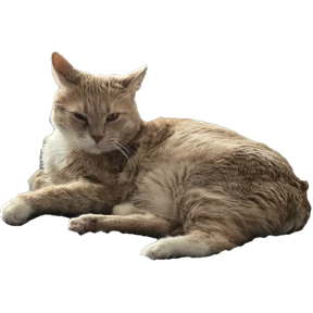 Рыжий — стикер для MAX