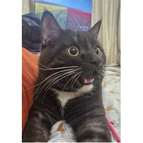 Хз — стикер для MAX