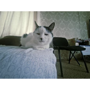 Хз — стикер для MAX