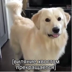 Даби-дуби — стикер для MAX