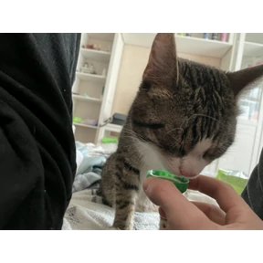 Муррр — стикер для MAX