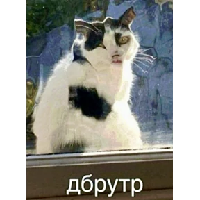 Мемасики — стикер для MAX