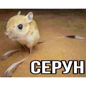 Для родных — стикер для MAX