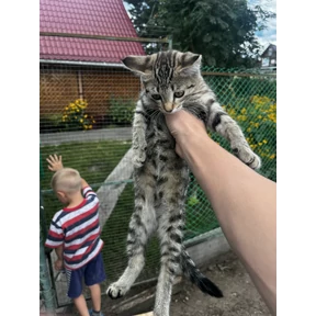 Степаныч — стикер для MAX