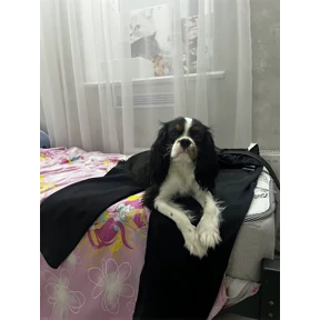 Степаныч — стикер для MAX