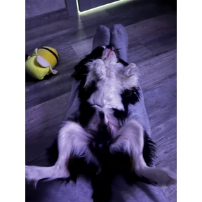 Степаныч — стикер для MAX