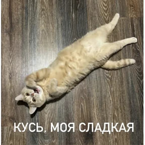 Персиковая Лиса — стикер для MAX