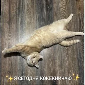 Персиковая Лиса — стикер для MAX