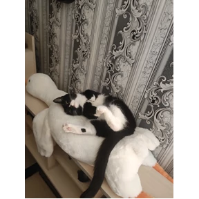 Кошарики — стикер для MAX