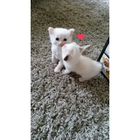 Фу — стикер для MAX