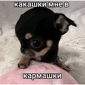 На случай важных переговоров — стикер для MAX