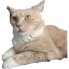 Рыжий — стикер для MAX