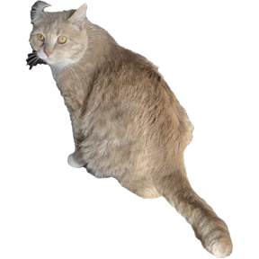 Рыжий — стикер для MAX