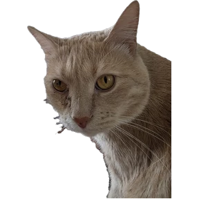 Рыжий — стикер для MAX