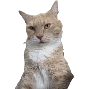 Рыжий — стикер для MAX