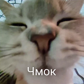 Мемасики — стикер для MAX
