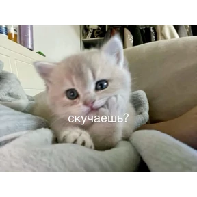 Пиу пиу — стикер для MAX