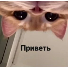 Мои — стикер для MAX