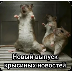 Болталка — стикер для MAX